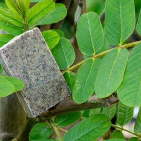 SAVON CASSIA ALATA ARGAN
